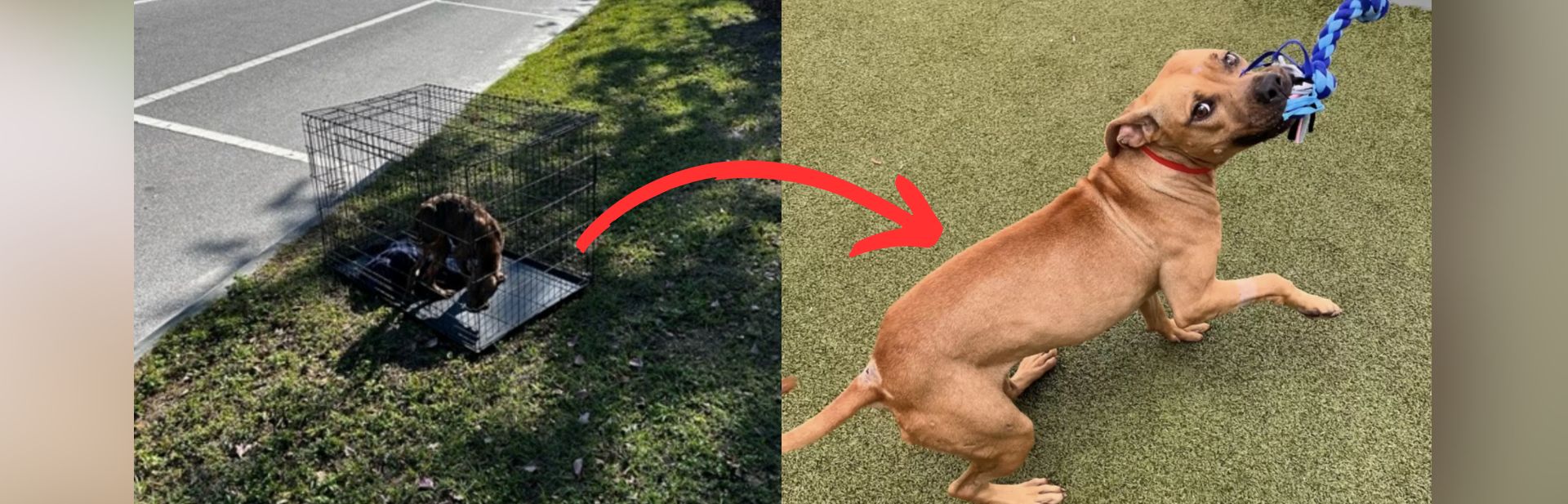 Abandoned Dog Caged by the Road Finds Rescue and a Forever Home