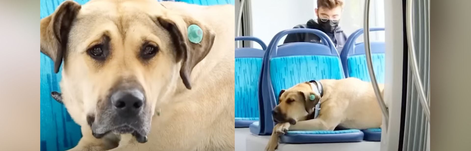 This Lonely Dog With Free Subway Pass is Everyone’s Favorite Co-commuter