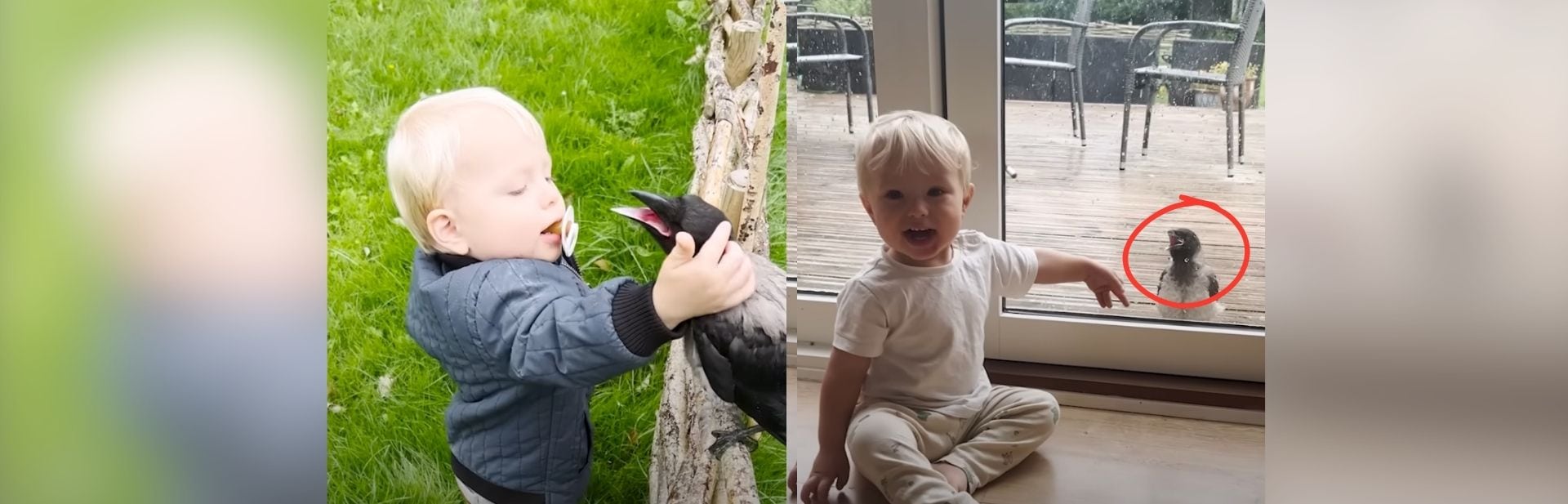 Playful Crow Adopts Danish Family As His Own And Forms A Special Bond