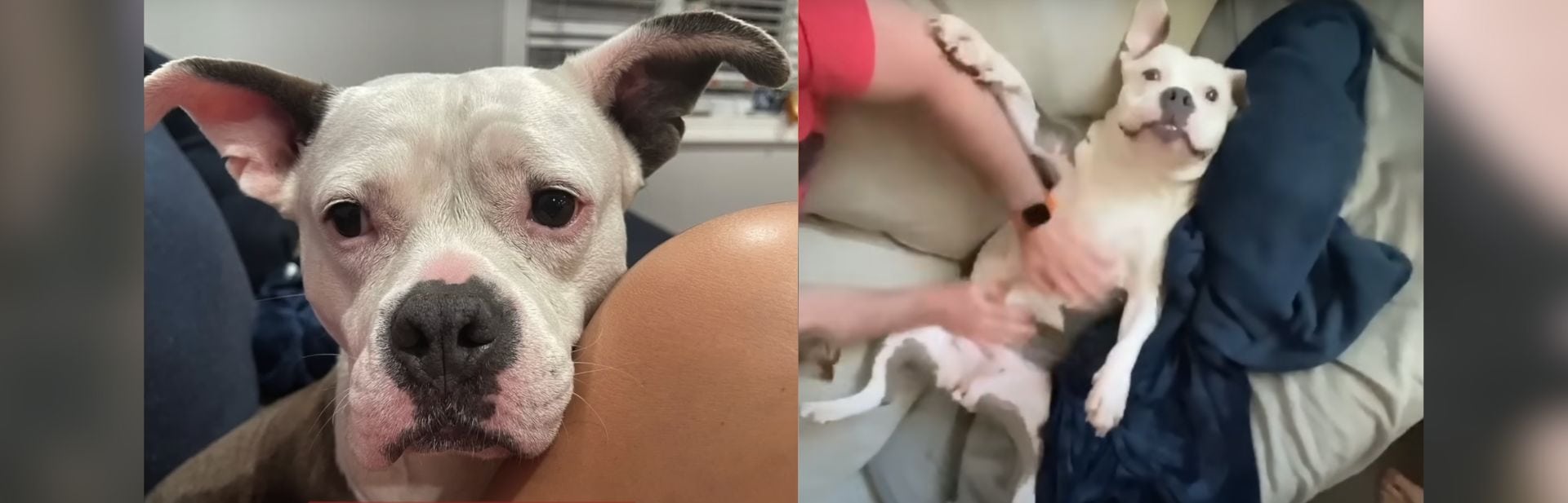 Pit Bull Who Had Never Known a Gentle Touch Until She Found Her Forever Home