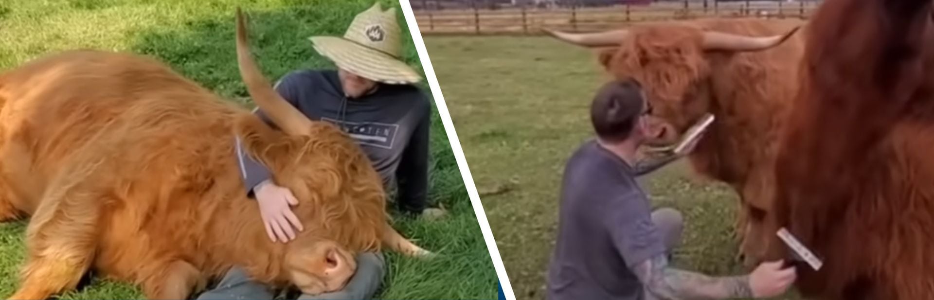 Gentle Highland Cow Brings A Special Type of Affection To Idaho Homestead