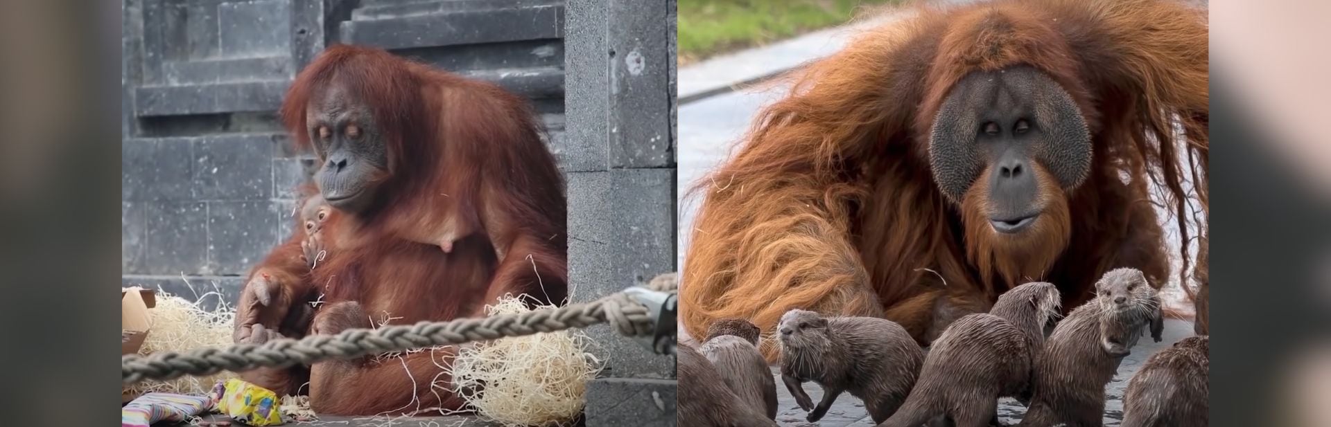 Lonely Orangutans Find Joy Again with These Squeaky Little Friends