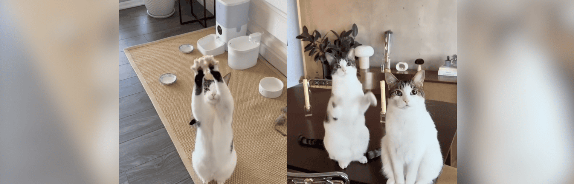 Everyone Loves This Cat’s Dance Purrformance, and So Will You