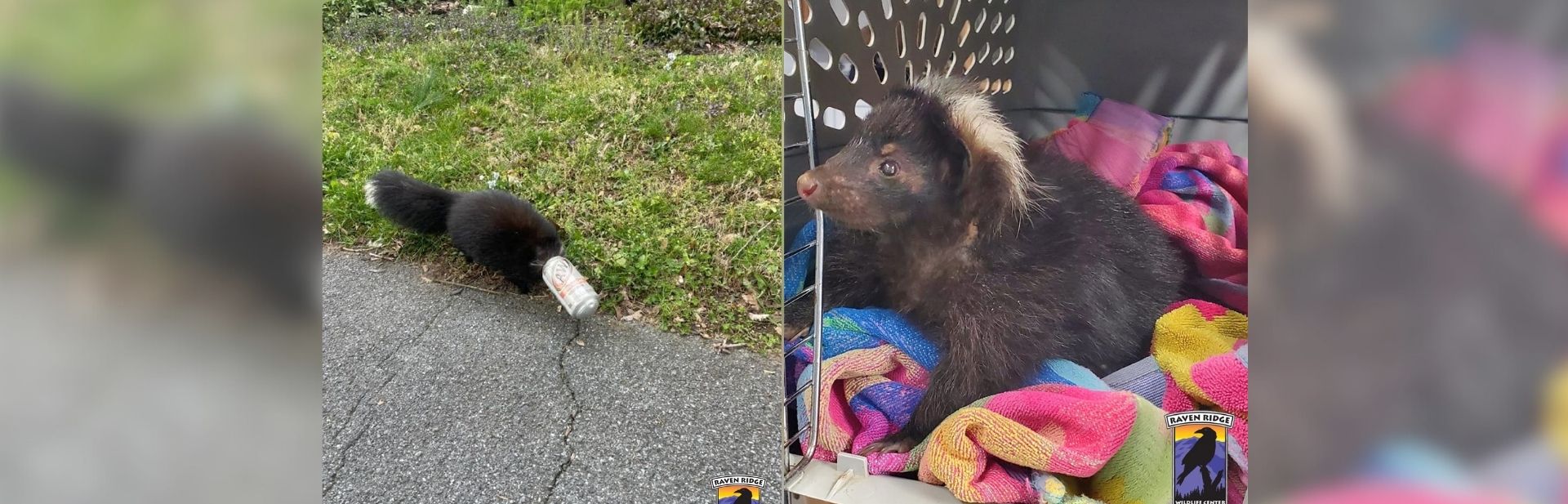 Distressed Skunk with Head Stuck in a Can Sparks Kindhearted Team Rescue Effort