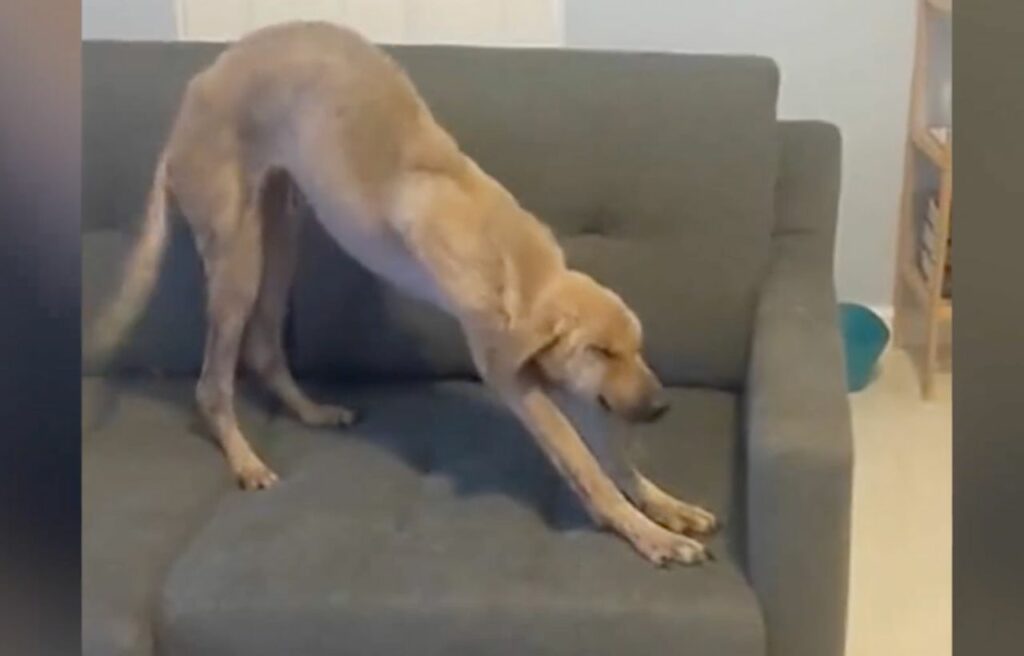 Winnie stretching on the sofa
