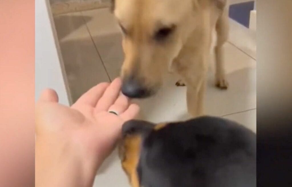 Winnie smelling the hands of her new owner