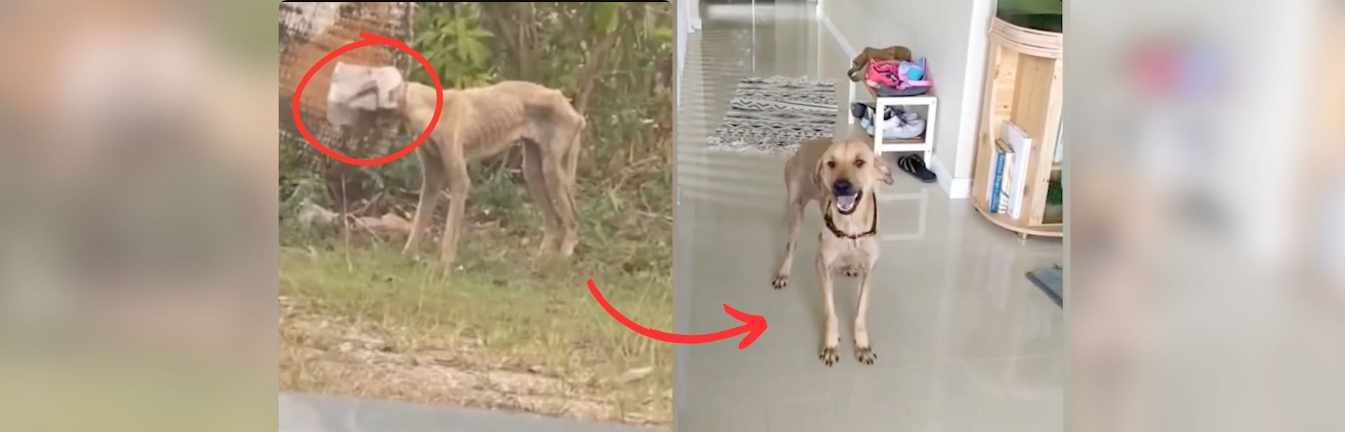 Dog With Head Stuck in Jar Finds Freedom and a Forever Home
