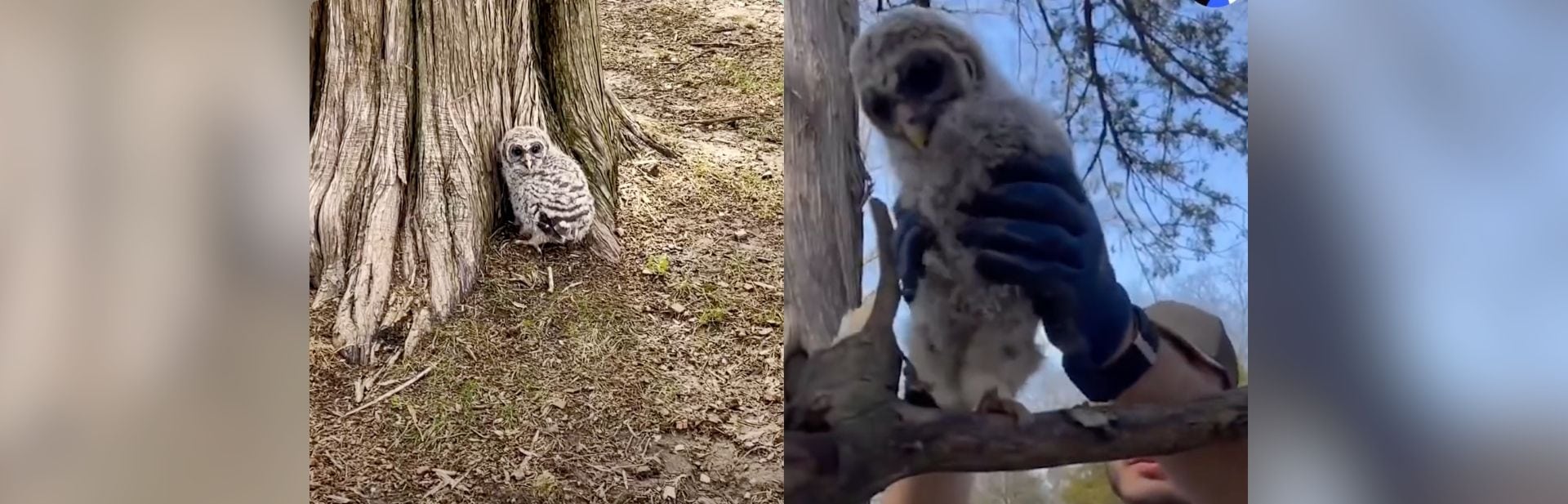 Couple’s Quick Thinking Leads to Heartwarming Owl Rescue