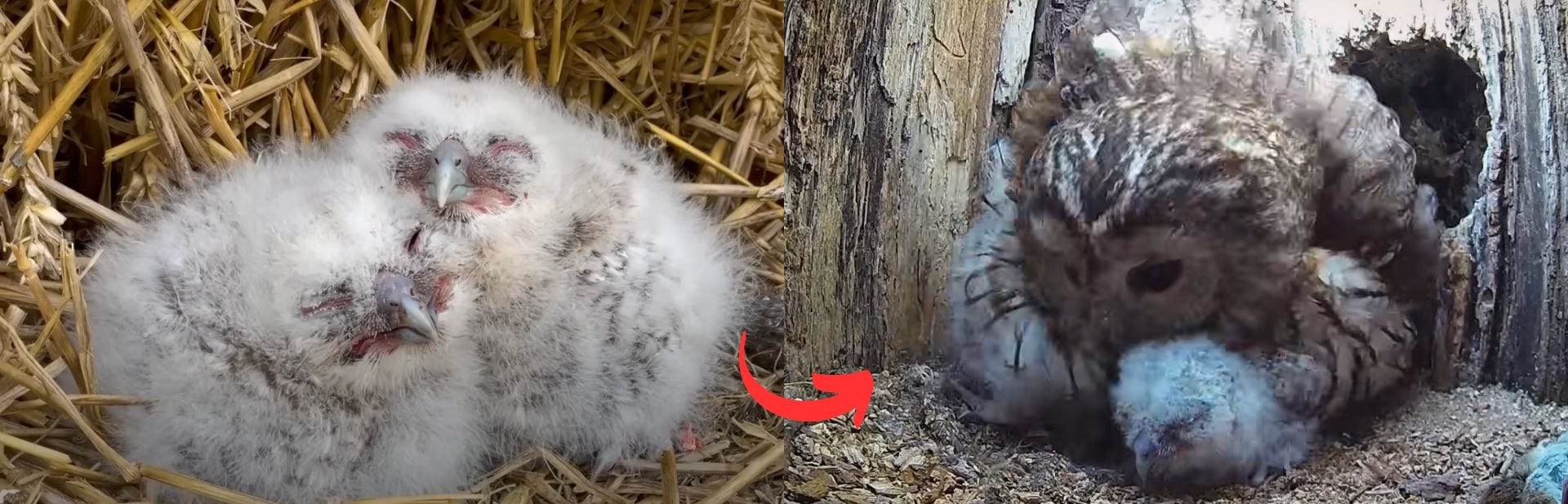 Helpless Owlets Faced A Grim Future Until An Owl Mother’s Instincts Kicked In