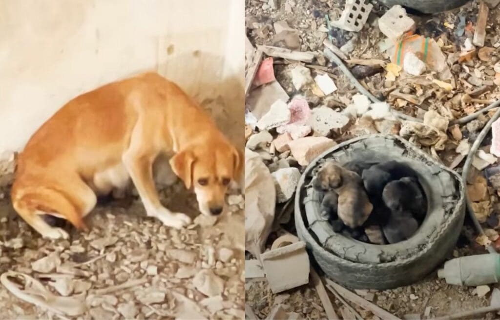 Angel and her puppies in an abandoned building