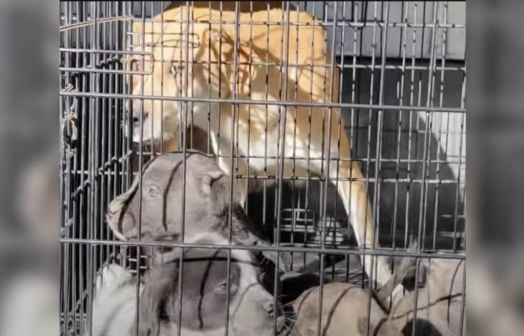 Angel and her puppies in a separate cages