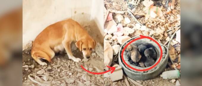 Heroic Vet Saves Dog Mom and Puppies  After Landslide in Turkey featured image