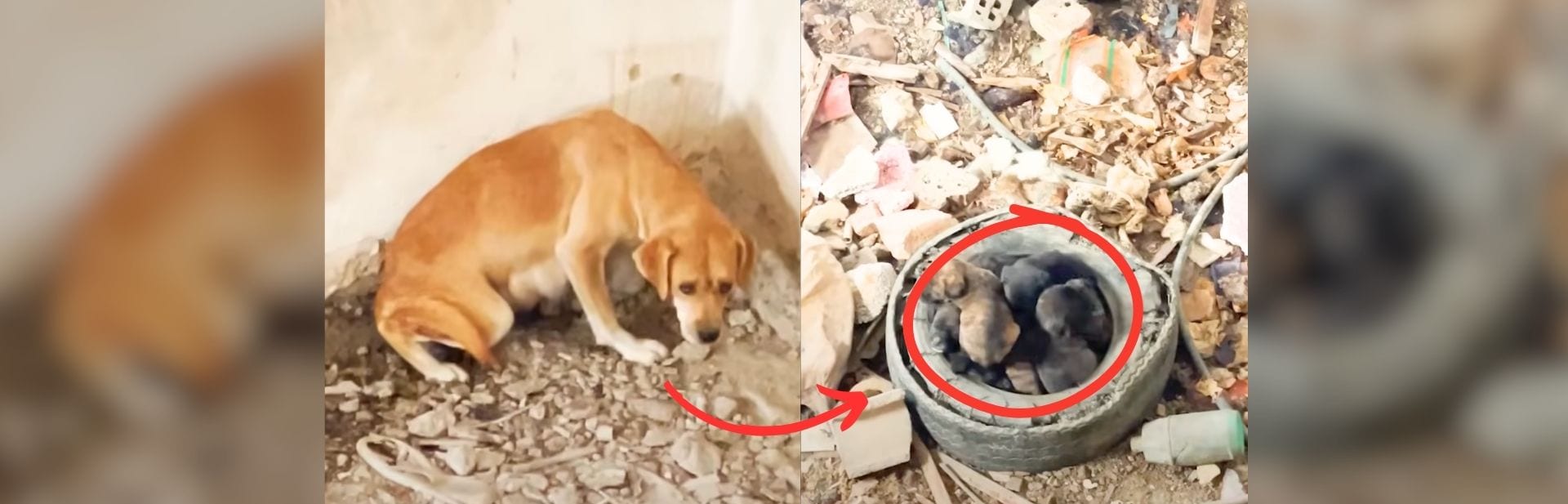 Heroic Vet Saves Dog Mom and Puppies  After Landslide in Turkey