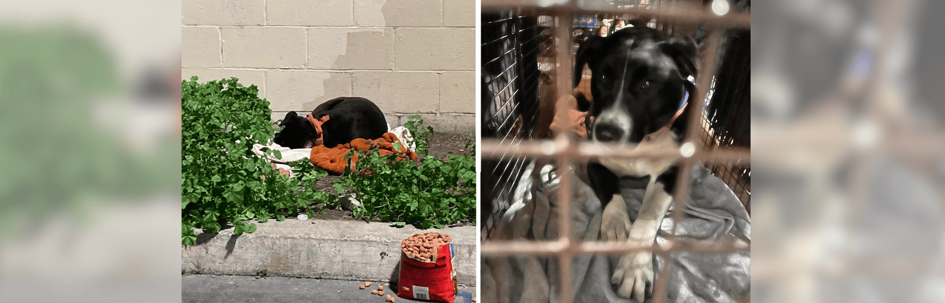 Hopeful Pup Spends Days In Empty Lot Until A Twist Of Fate Finds Her