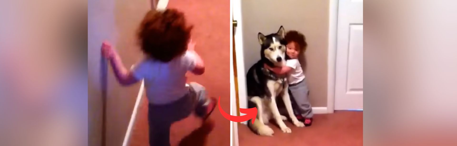Husky Proves To Be The Best Protector Against A Toddler’s Unlikely Fears