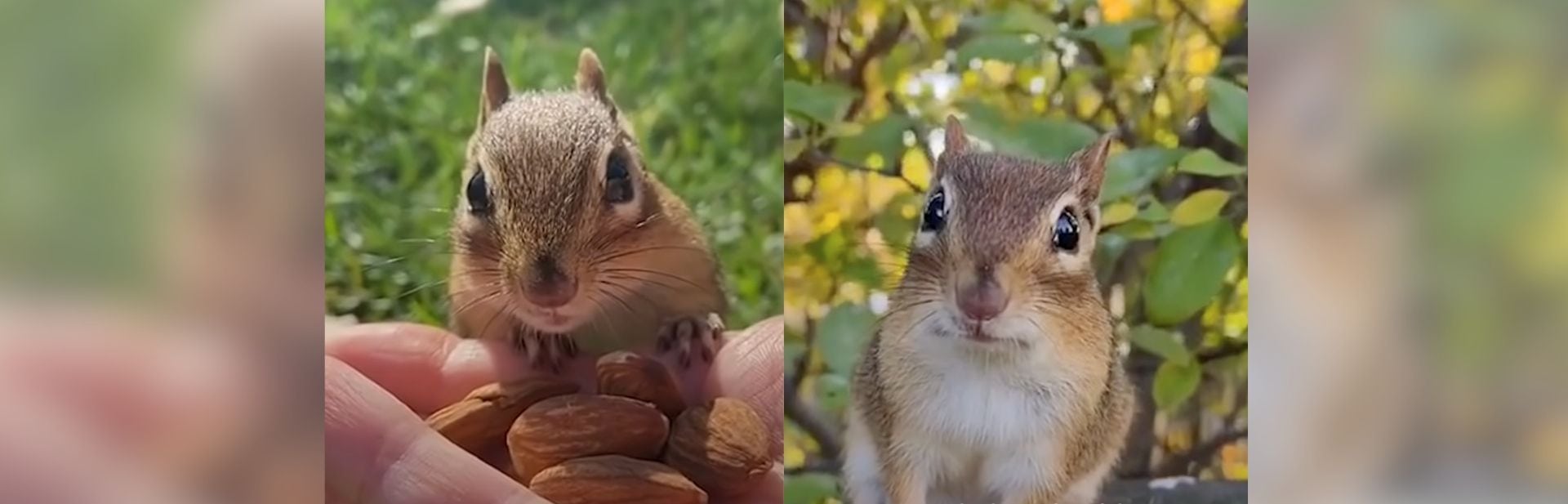 Jealous Chipmunk Throws Big Tantrum as His Human Feeds Other Furry Friend