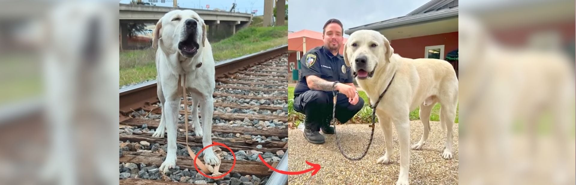 Labrador With Leash Nailed to Train Tracks Rescued Moments Before Train Arrives