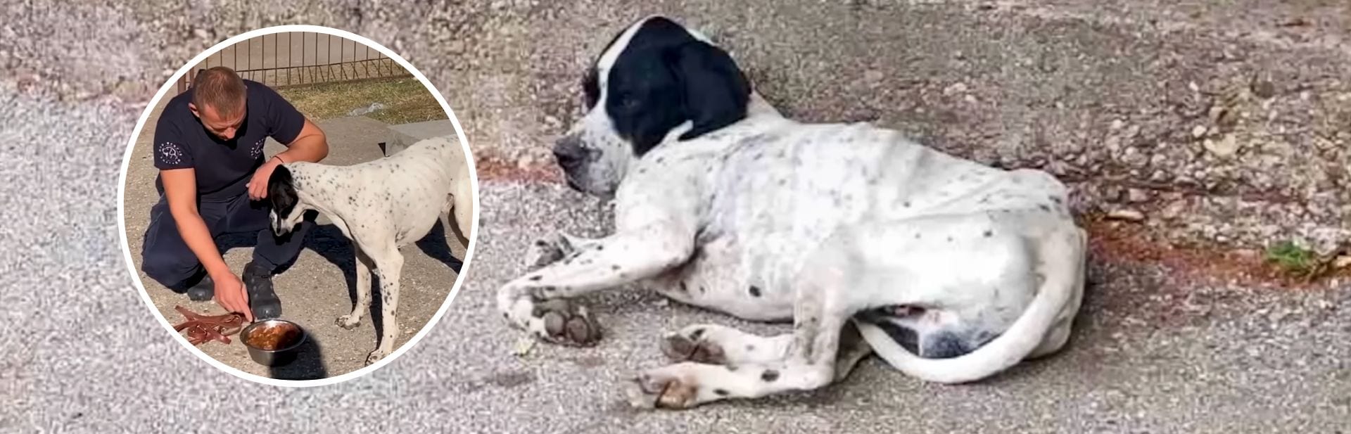 Lonely Dog Waits Every Day At School Grounds Until One Man Changes His Fate