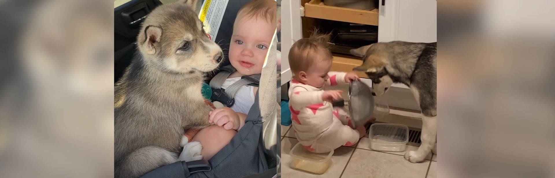 Lonely Puppy Bonds With A Special Little Friend And They Become Inseparable