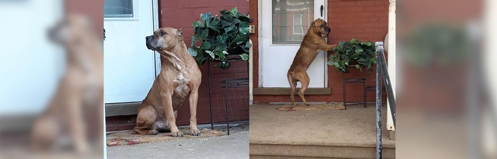 Loyal Dog Waits On Porch For Weeks, Unaware His Family Has Left