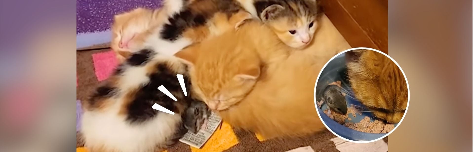 Mama Cat Defies Nature by Adopting a Tiny and Squeaky New Family Member