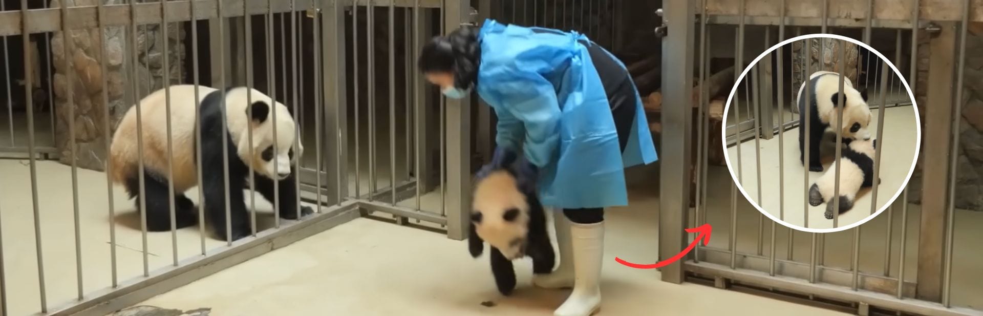 Mama Panda Keeps a Close Eye As Baby Makes a Sneaky Getaway