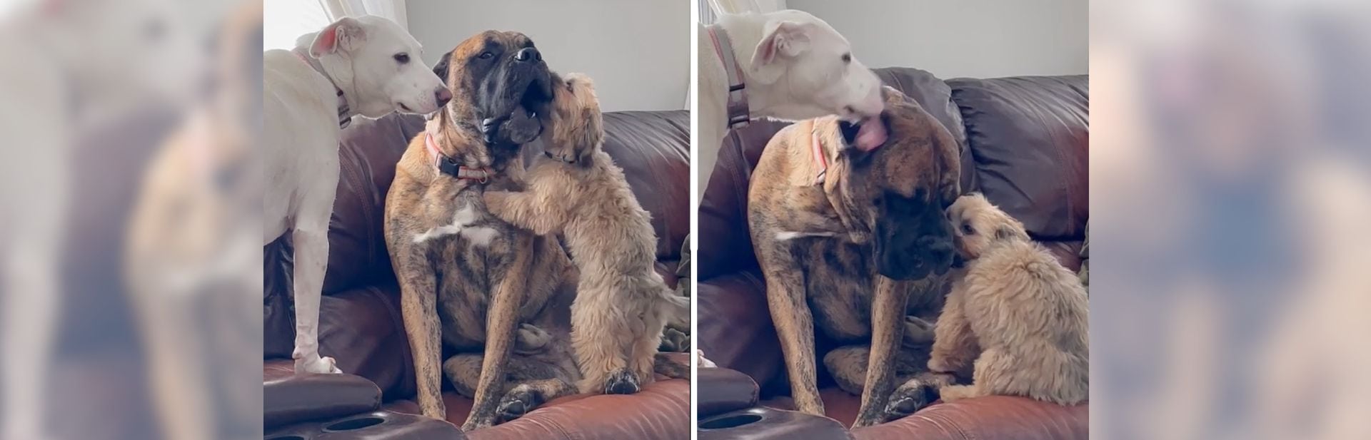 Neglected Mastiff Learns to Love Life Again With Two Unlikely Friends
