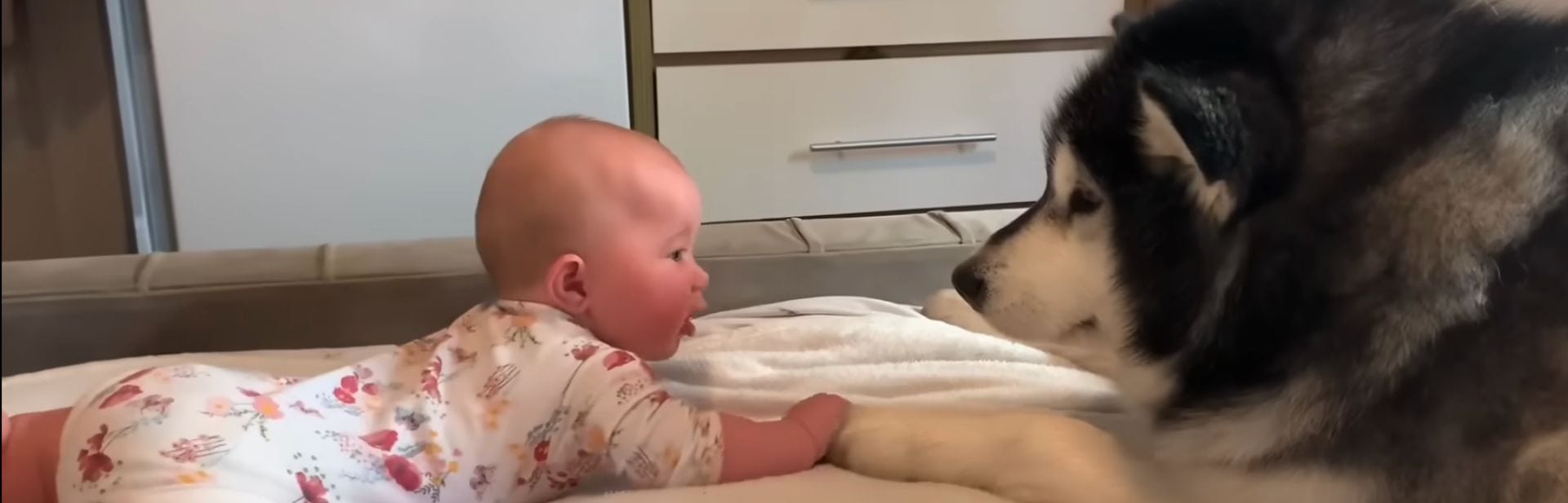 Niko the Malamute Turns Into An Unlikely Tutor For Baby’s Attempts At Crawling