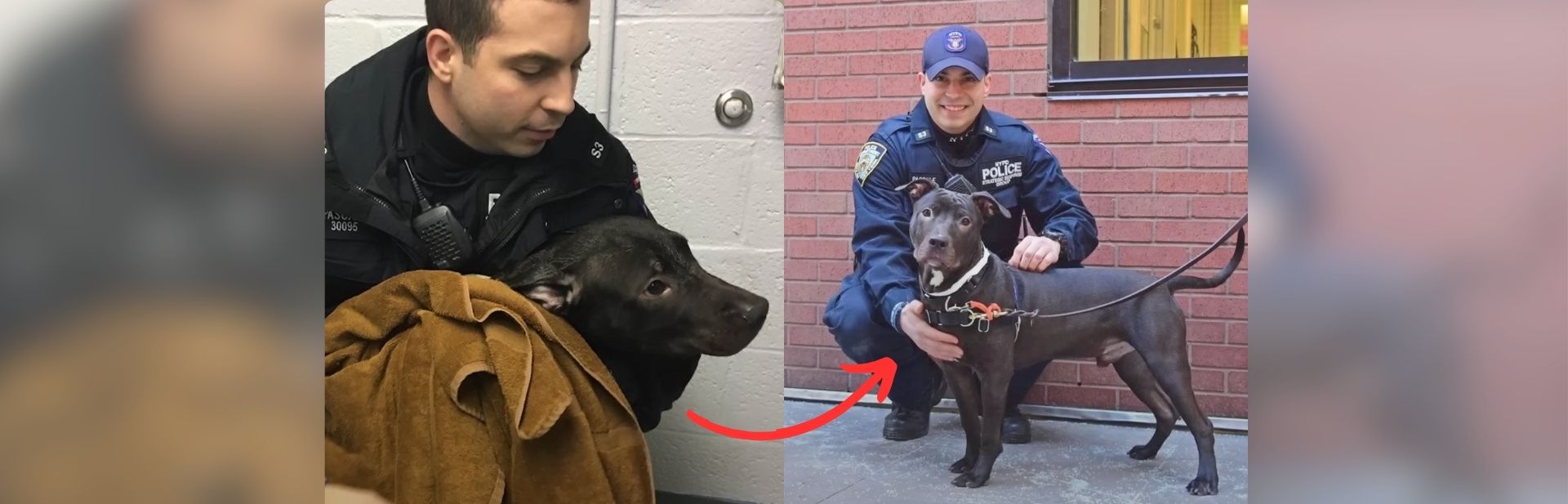 Frozen in A Brooklyn Park, Pit Bull’s Encounter with NYPD Officer Changes His Life