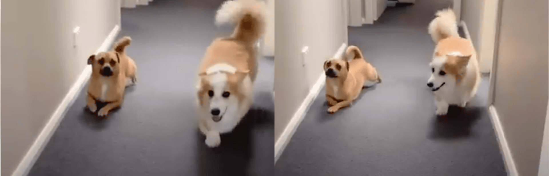 Playful Pup Copies His Short-Legged Brother In The Cutest Way Possible