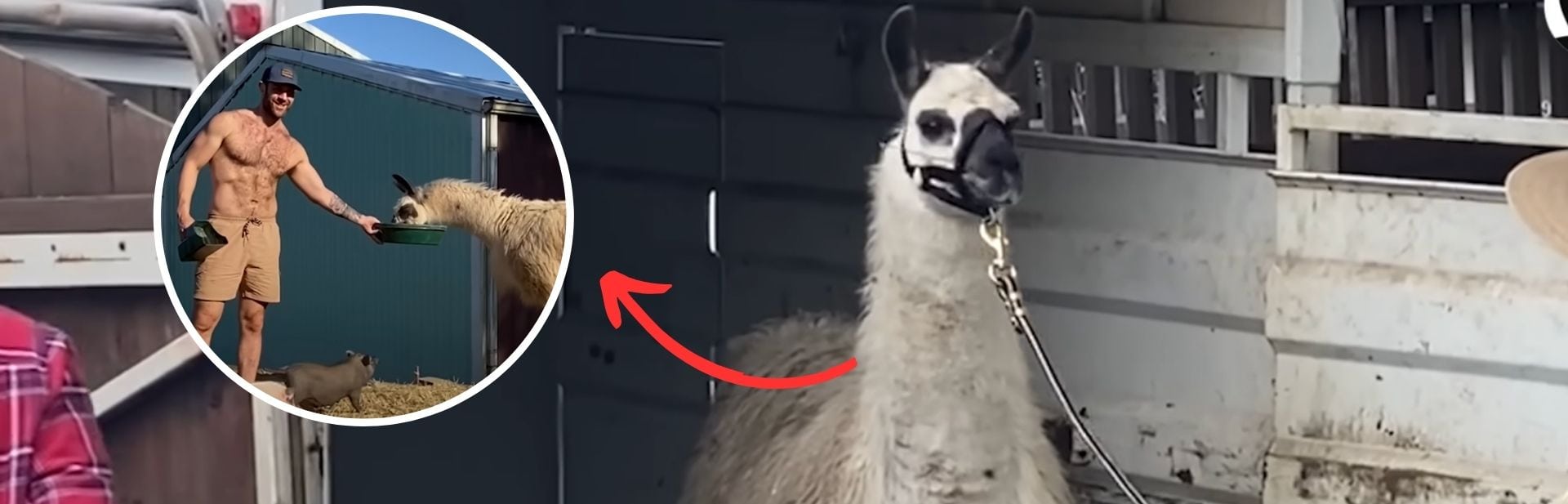 Rescued Llama Was Terrified of Everyone Until One Man Changed Everything