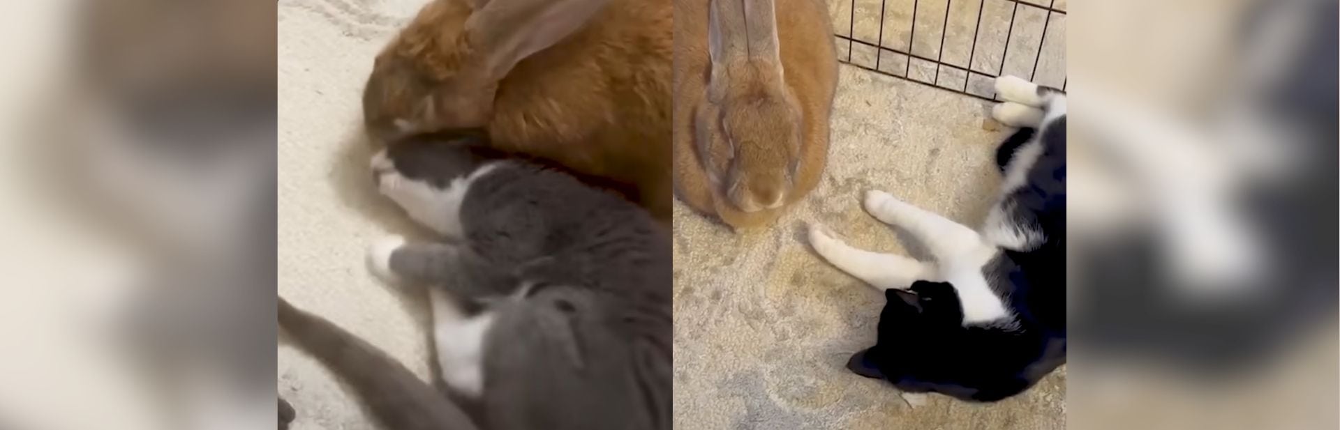 Rescued Rabbit Finds Joy as Foster Mom to Adorable Kittens