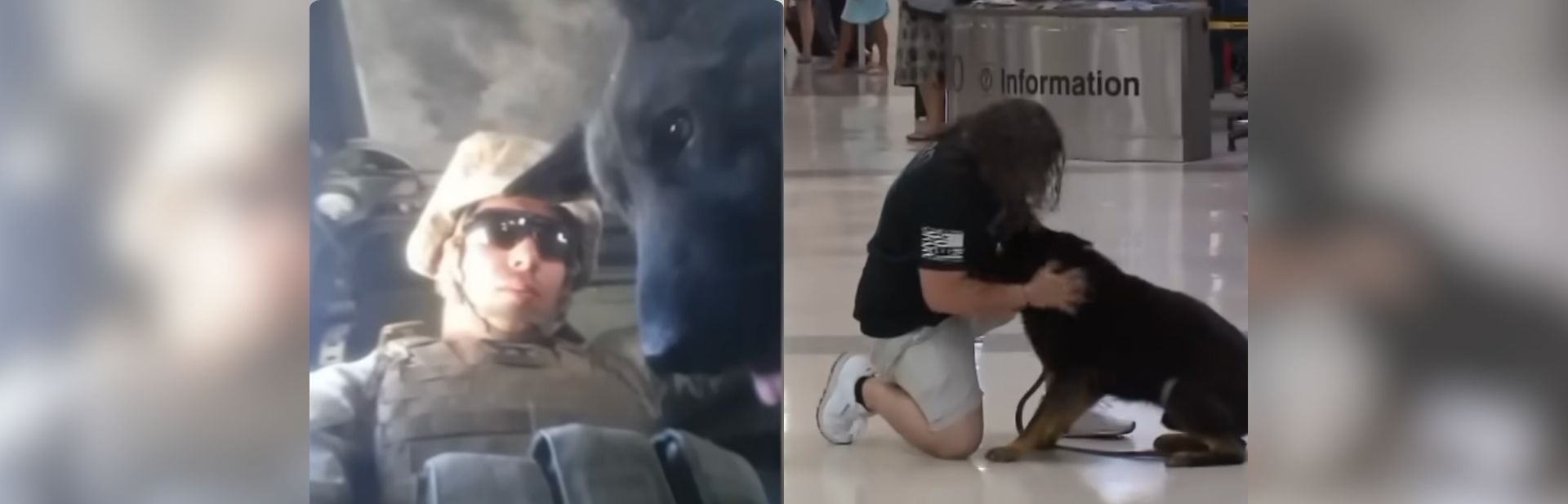 Retired Military Dog Reunites With His Handler In The Most Heartwarming Way Possible