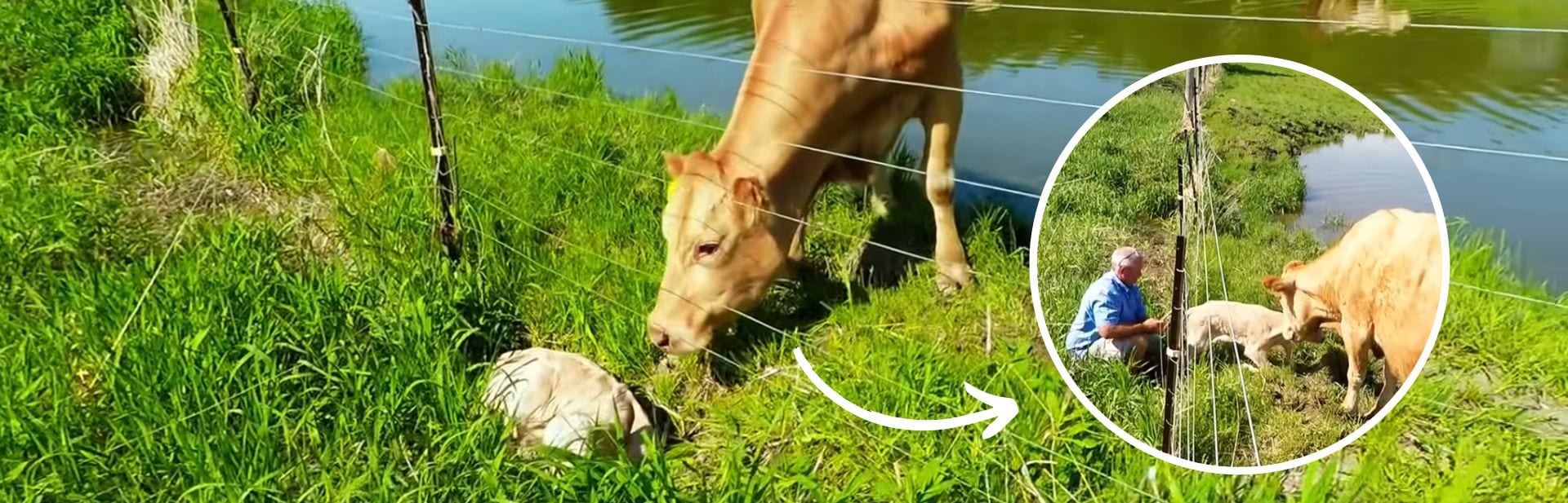 Scared Cow Waits By A Fence For Someone To Notice Her Silent Plea For Help