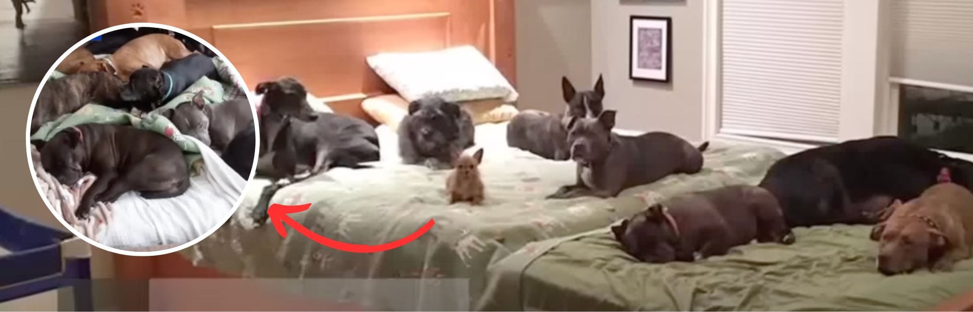 Snuggle Time Multiplied as Couple Builds Big Cozy Bed to Share with Their 8 Loving Dogs