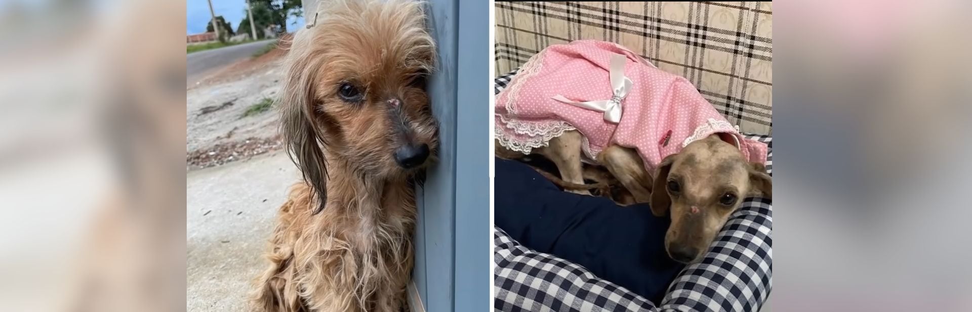 Starving Street Pup Discovers New Hope Through Unexpected Rescue