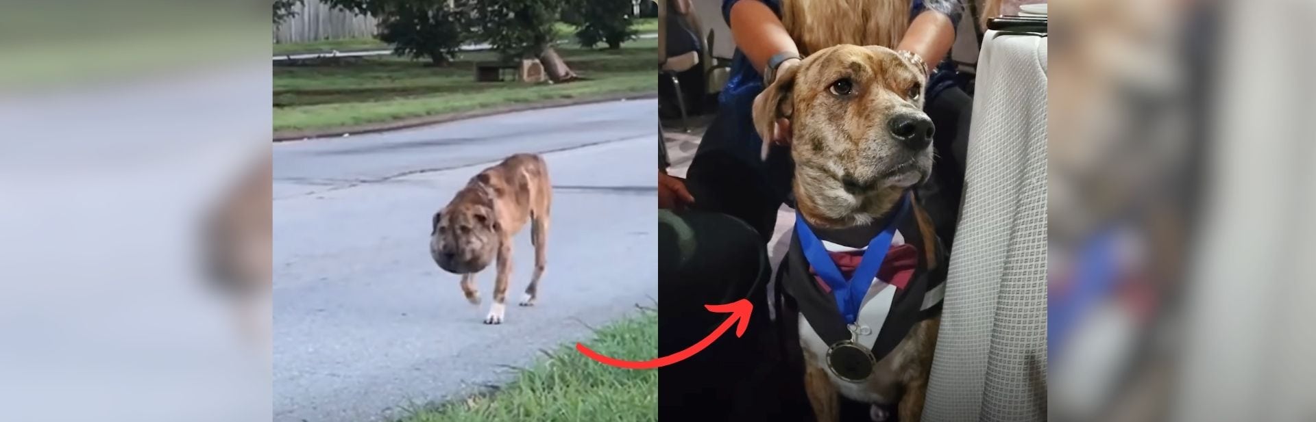 Stray Dog With A Tragic Past Finds Love And Becomes A Local Celebrity