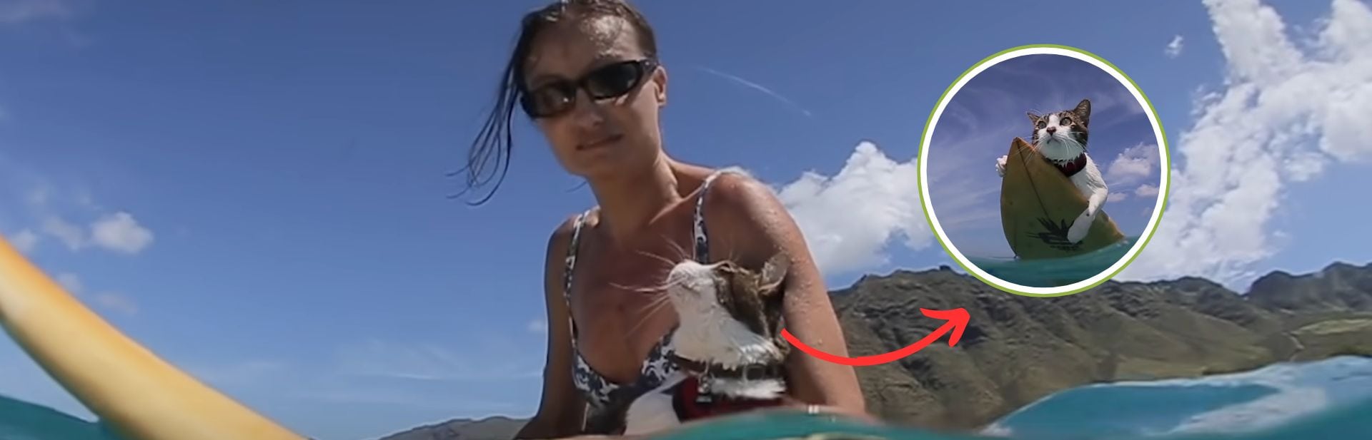 Surfing Cat Captivates the Internet with His Love for Hawaiian Waves
