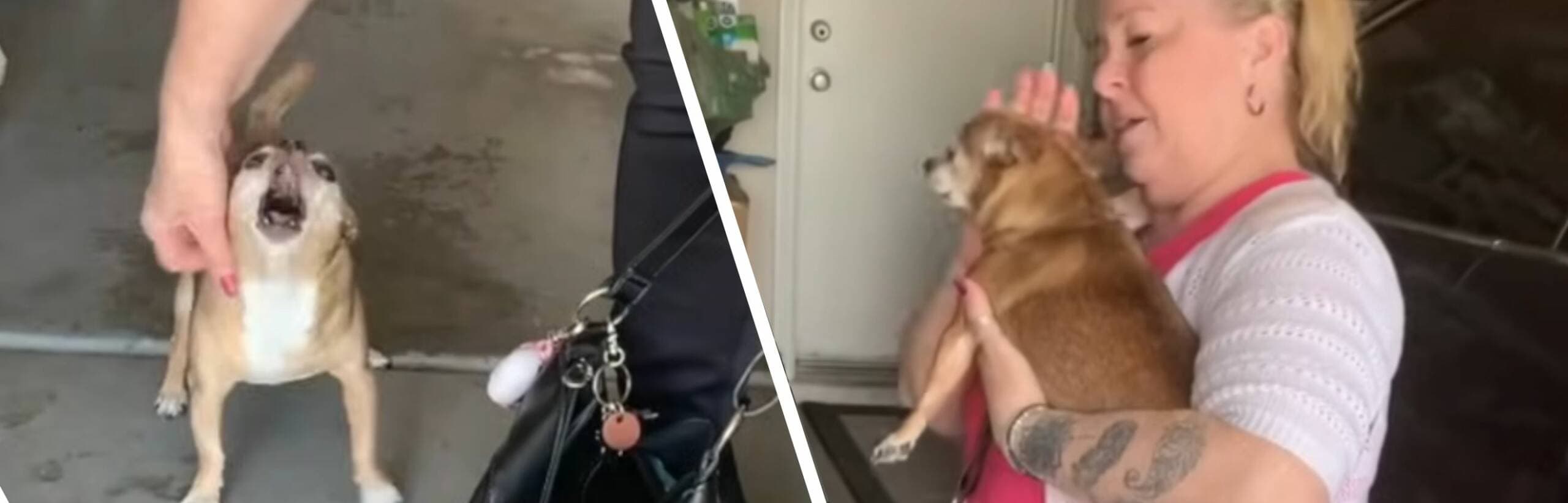 This Chihuahua with a Heartbreaking Cry Becomes an Unexpected Source of Strength