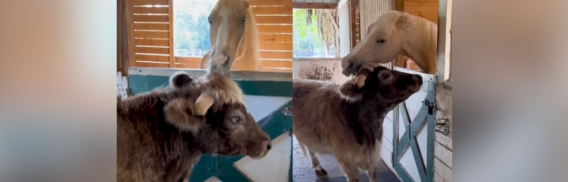 This Friendly Cow Showers Heartfelt Smooches on Every Horse He Sees