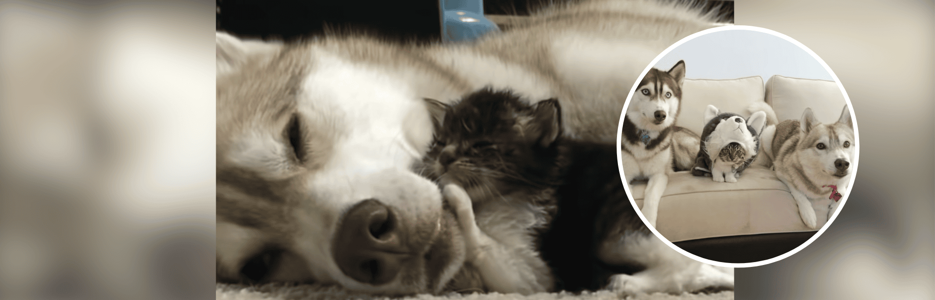 Tiny Kitten Thinks She’s a Dog After Being Raised By The Most Unlikely Guardians