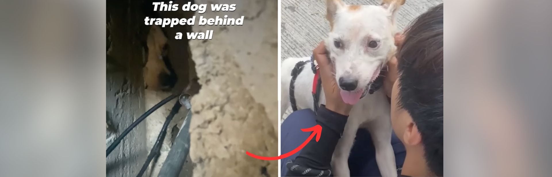 Trapped Dog Miraculously Survives A Month Inside A Wall And Emerges With Hope