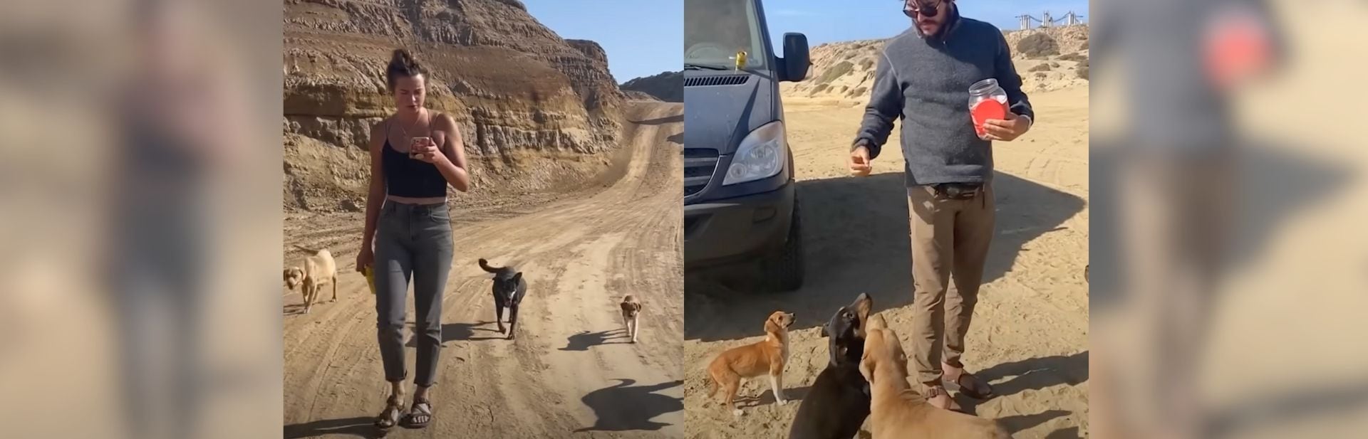Two Pregnant Dogs and Their Pack Rescued by Compassionate Couple Amidst Vacation