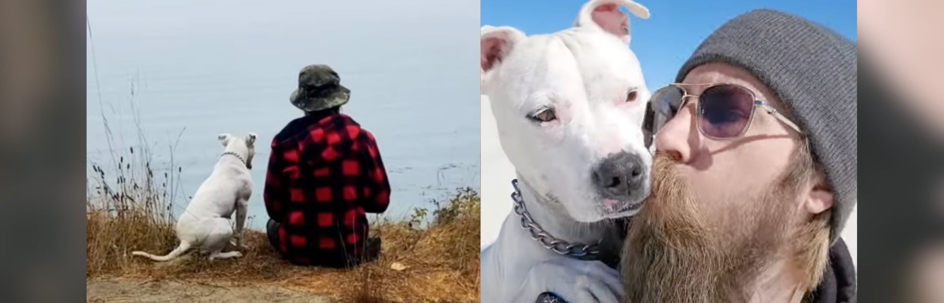 Caged and Mistreated Staffordshire Bull Terrier Finds Purpose as Veteran’s Best Friend