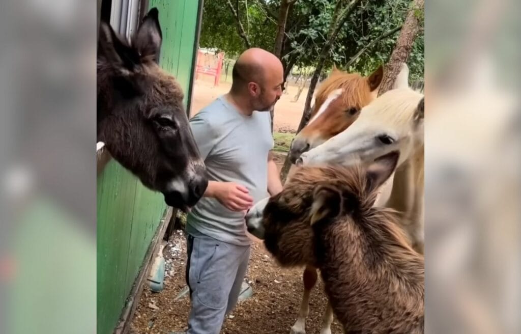 Max feeding the horses in his farm