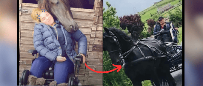 Brave Rider Conquers Paralysis with Majestic Friendship featured image