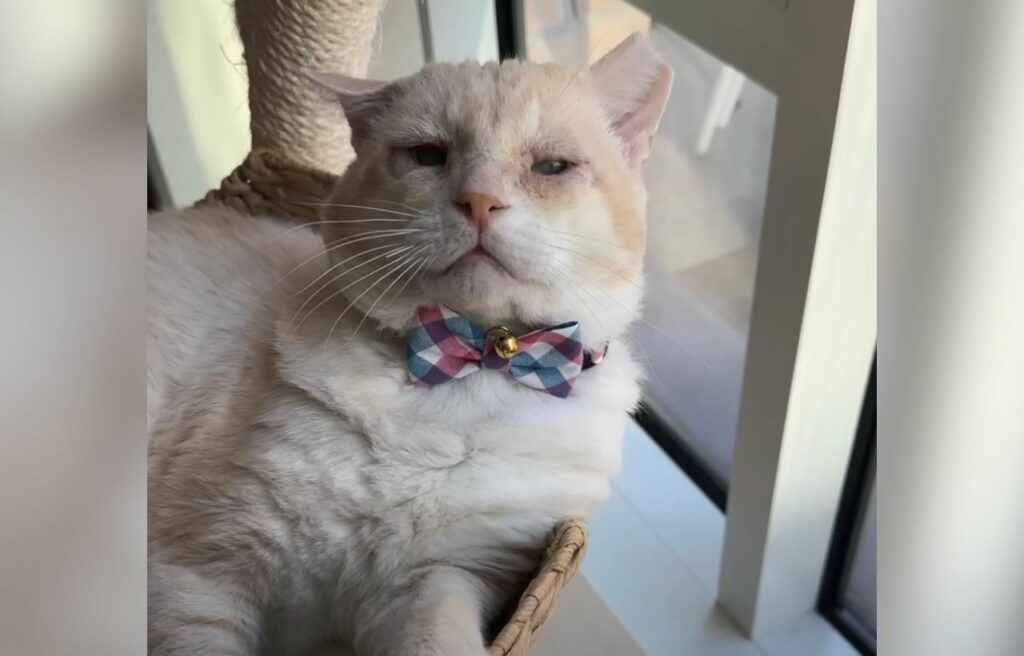 Shrek as a house cat wearing a ribbon 