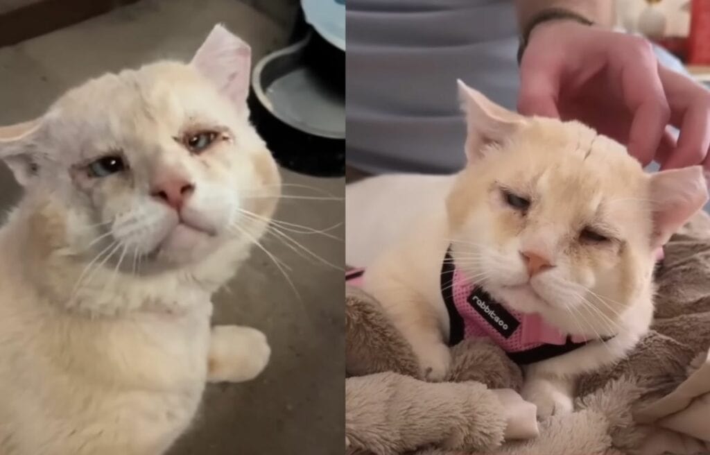 Shrek the cat before and after