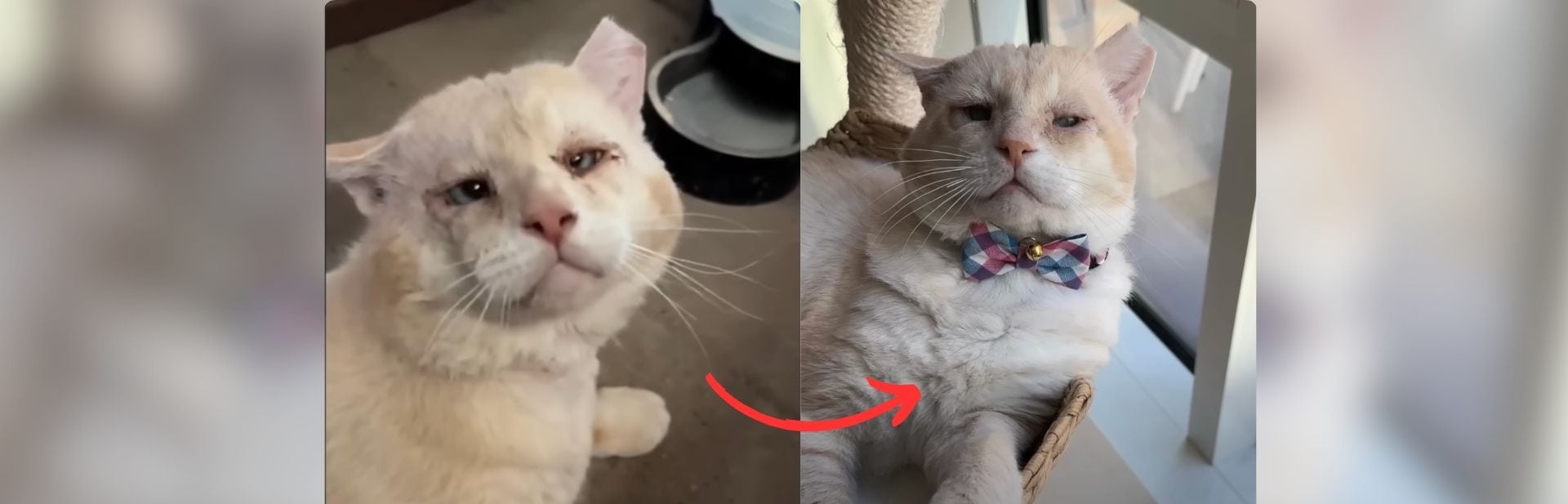 Gentle Feline Overcomes Bullies and Blindness to Find Happiness