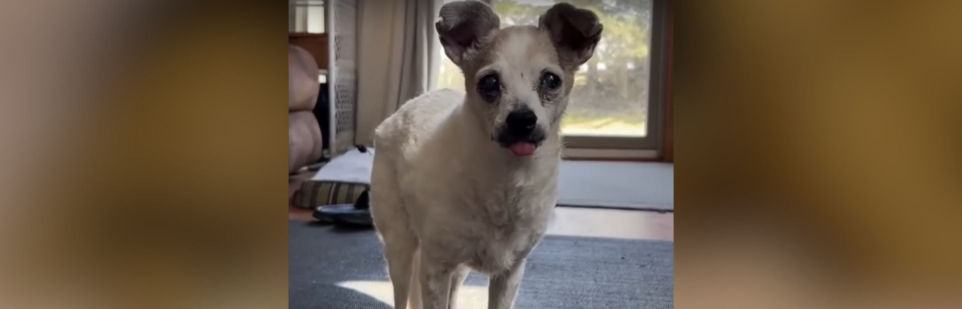 Chihuahua With Greyhound Legs Is Exactly As Weird As Imagined